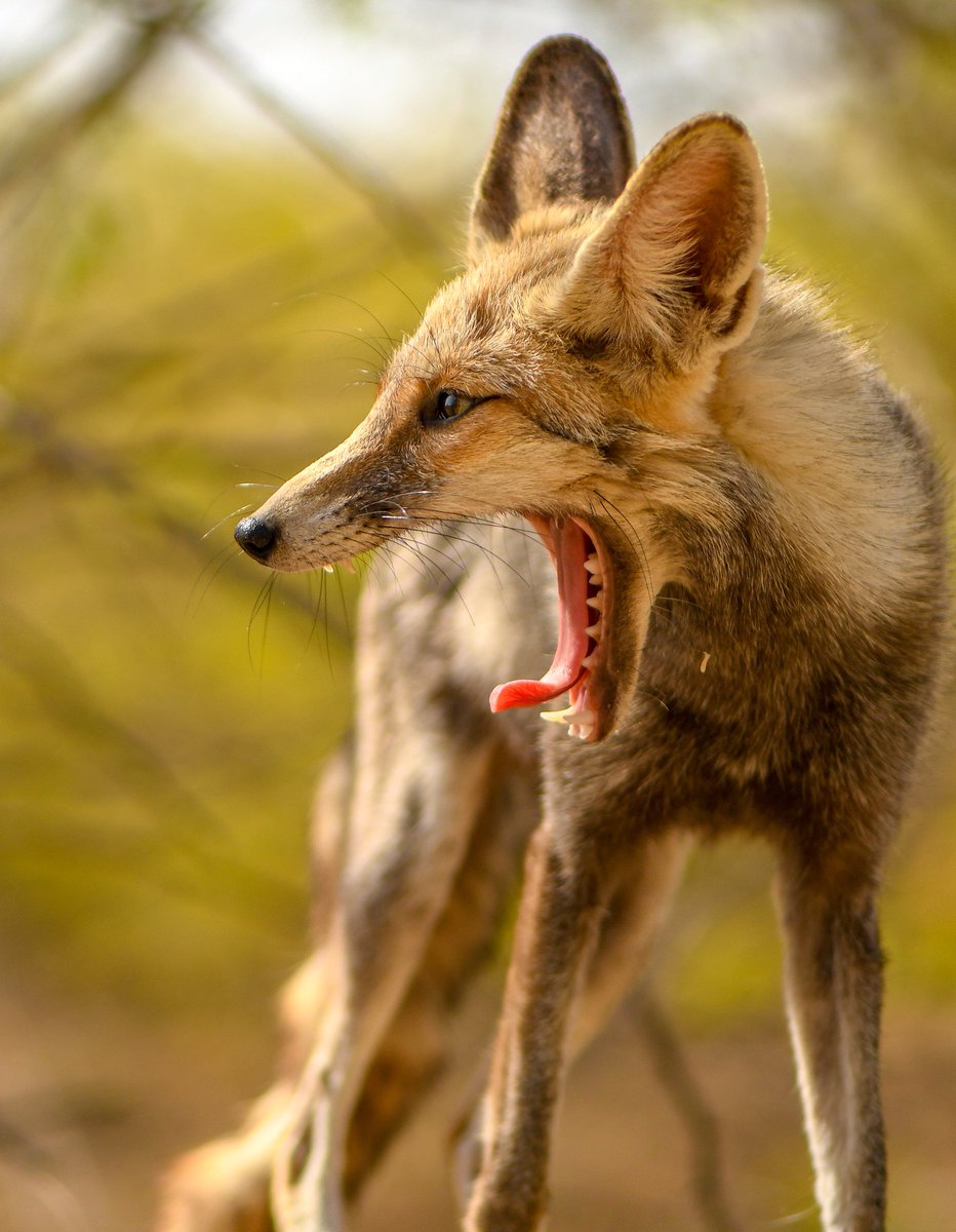 drshabankhan's tweet photo. Desert Fox 🦊 @NatGeoIndia @BBCEarth @earth @DiscoveryIN @AnimalPlanetIn @NikonIndia https://t.co/rgT7yopT5J