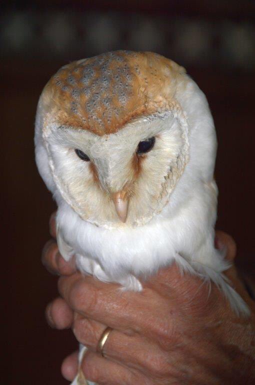 friendschurches's tweet photo. Looking after some of the ancient and important churches of England and Wales is a huge privilege.

But at Sutterby, Lincolnshire, we are doubly privileged as the church is a favourite nesting place of barn owls.

#thread https://t.co/aelo2rqaTl