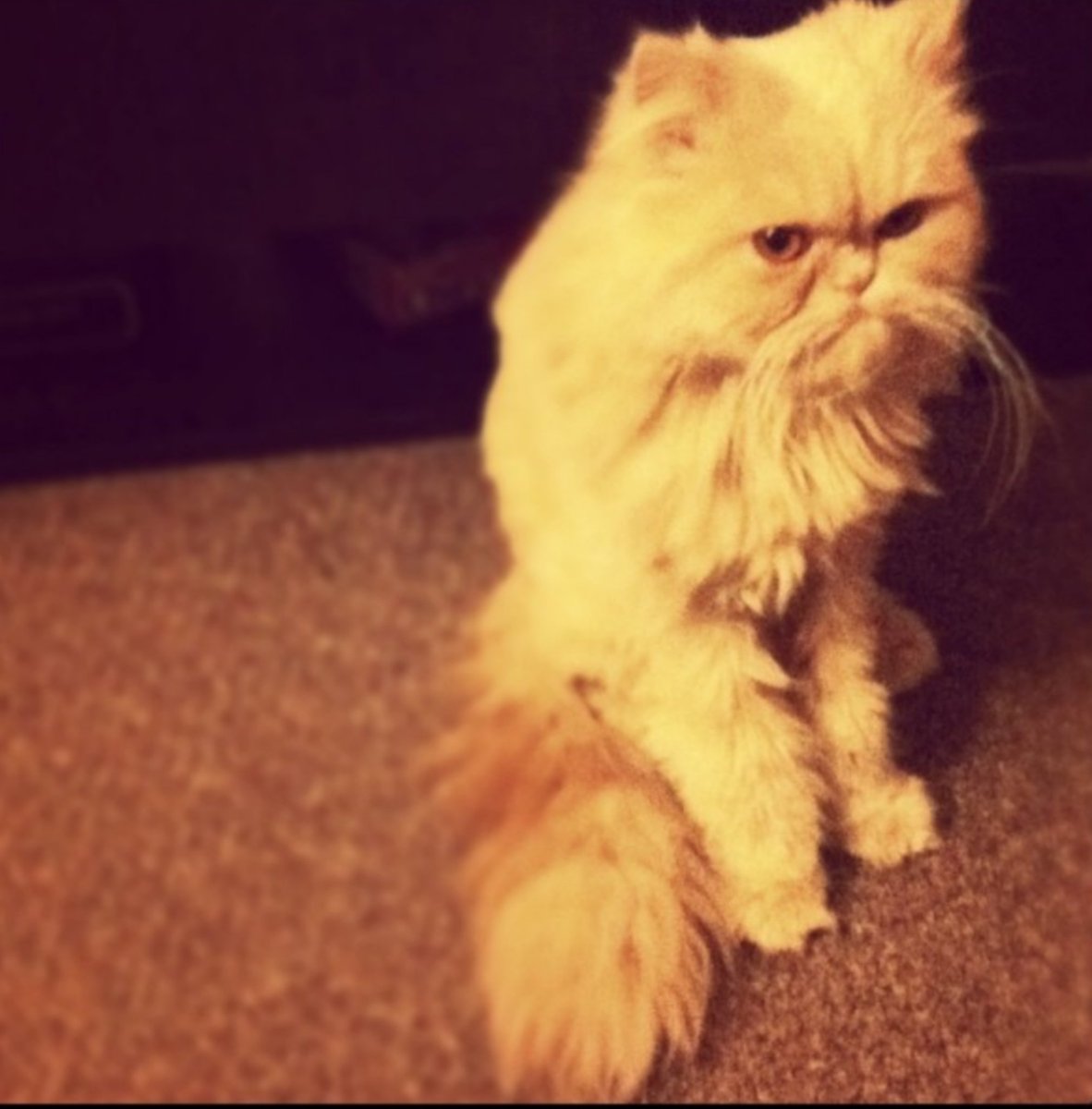 TofuandChip's tweet photo. Urghhh Monday. https://t.co/mm75mjpYAR