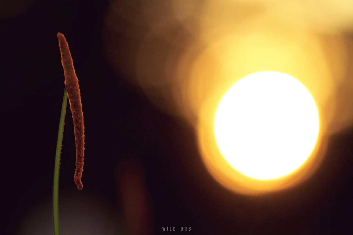WildOrbOfficial's tweet photo. Location: Chennai, India
Photographer: Imran Ahmedh KR
Camera: Canon 5D Mark iv
Lens: Canon 70-200 f2.8 IS ii

#Sunrise #Sun #Lilly #Bokeh #Pollen #Warm #PlantLife #Plants #Flower #Nature https://t.co/UByuBXzhnd