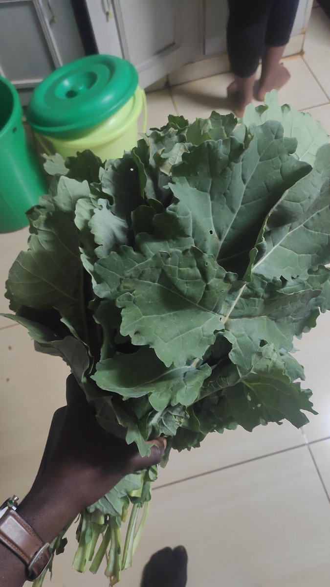 MrDzonzi's tweet photo. Masamba picked from @BobPhondo's garden. Thanks my guy 🙌🏾 kudya katatu kwatheka lero https://t.co/qMdcJyV88P