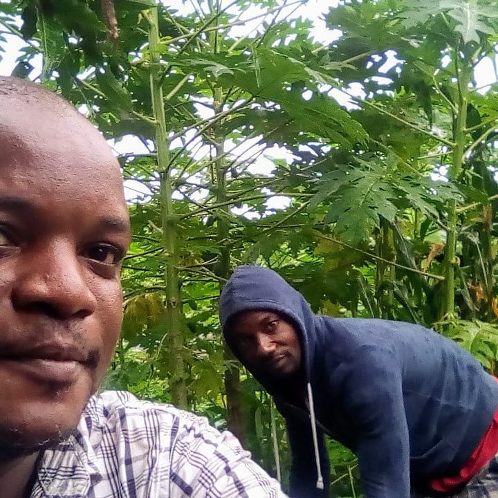 AccdPage's tweet photo. Harvesting of maize for integrated livestock keeping at the African Centre for Community and Development. Picture courtesy Ivo Arrey Mbongaya.
#farming #livestock #permaculture #business #SDGs #organic #capacitybuilding #invest #support #foodsecurity #projectexpert #photography https://t.co/t6muMkujFW