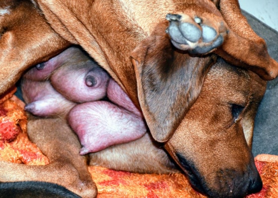 Ridgebackdog's tweet photo. Amy wollte nicht von ihren Welpen weg. Nicht einmal zum Fressen 🍗. Mit Tricks und Tücke ist alles gut gegangen. Die Welpen haben von der ganzen Aufregung nichts mitbekommen. Sie sind gesund und entwickeln sich prächtig🐕💪. 
https://t.co/FNWEe4cJ9Y https://t.co/k0PLR7h69A