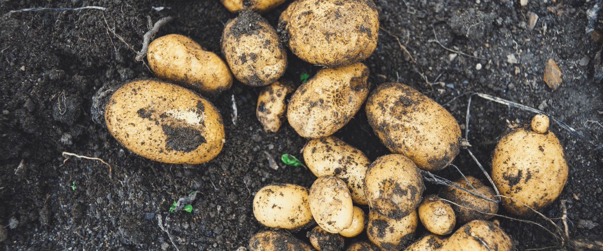 fronteer's tweet photo. The potato has lost its mojo. Nowadays it's considered somewhat boring. To turn this around, we developed Piepr! Do you want to know more about this potato revolution? Come to our website and read all about it.
https://t.co/wgPhJAHl1e https://t.co/cSejnZMb1w