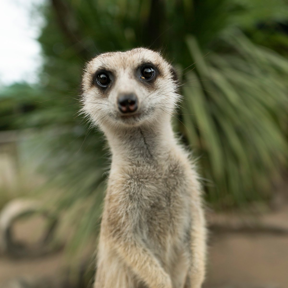 Playing with Meerkats is the ultimate animal experience youtu.be/An6DKOs6EU4 via <a href="/YouTube/">YouTube</a>