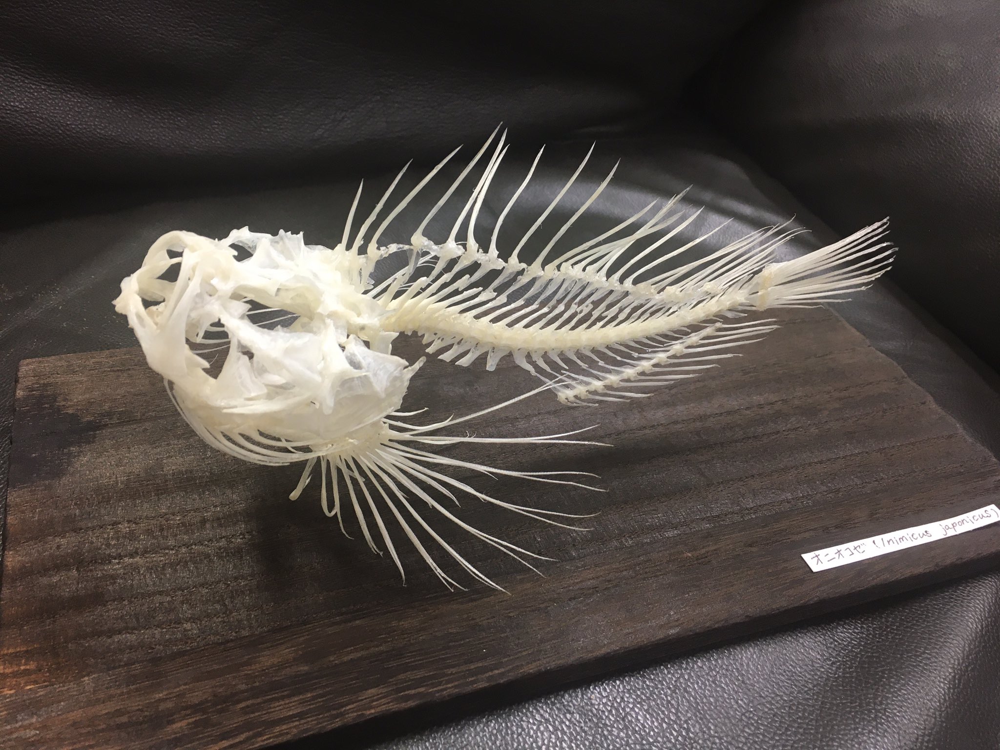 透明標本 魚 オニオコゼ