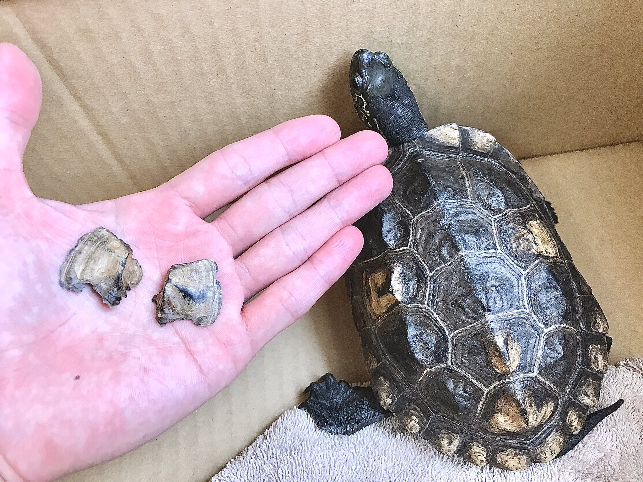 クサガメたわし Pa Twitter 2枚剥けました ポロリ 亀 カメ クサガメ 亀の脱皮 T Co Zkouubay4y Twitter