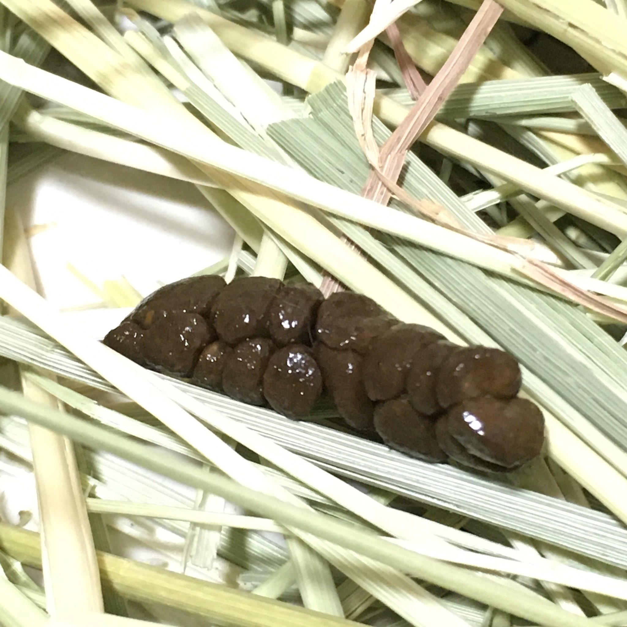 もぎ しらたまが変なうんちを 盲腸便と言う本来食べてビタミンを吸収するするためのうんちらしい 食べてないと言う事は栄養過多か 太り過ぎか ペットショップ曰く様子見で大丈夫ですとのこと まだ生後約2ヶ月 心配です うさぎのいる暮らし ロップ