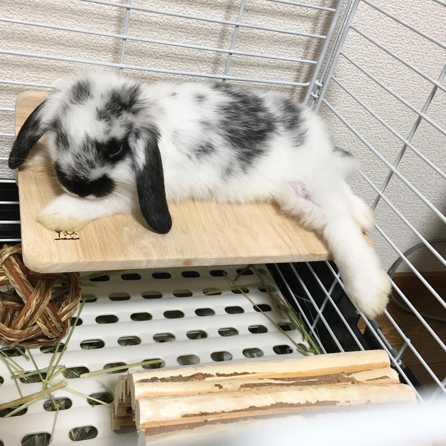 もき しらたまが変なうんちを 盲腸便と言う本来食べてビタミンを吸収するするためのうんちらしい 食べてないと言う事は栄養過多か 太り過ぎか ペットショップ曰く様子見で大丈夫ですとのこと まだ生後約2ヶ月 心配です うさぎのいる暮らし ロップ