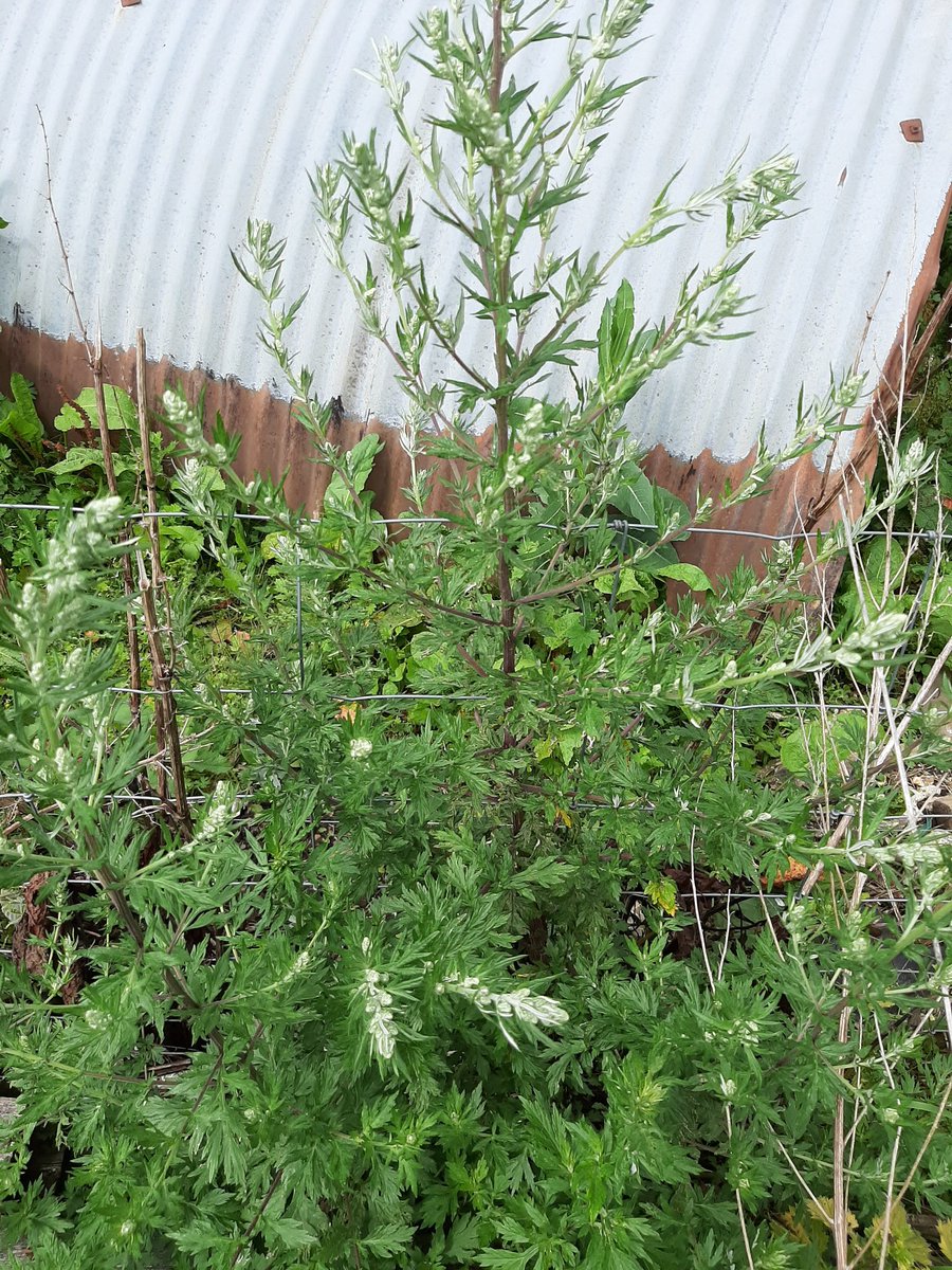 What is this plant? Appeared in pig paddocks and now the yard over last couple of years. Spreading like crazy. How to get rid of it before it completely takes us over.