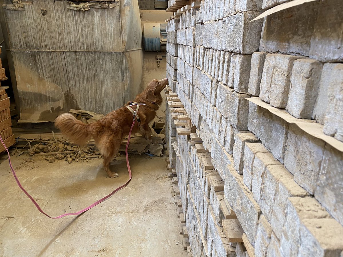 VisscherWesley's tweet image. Yesterday @Scentimprint provide another detection dog seminar in Belgium with two instructors .  We see some great teamwork from handlers and there dogs .  #k9 #scentdetection #detectiondogs #snifferdogs #truffeldetection #dogsoftwitter #dogtraining