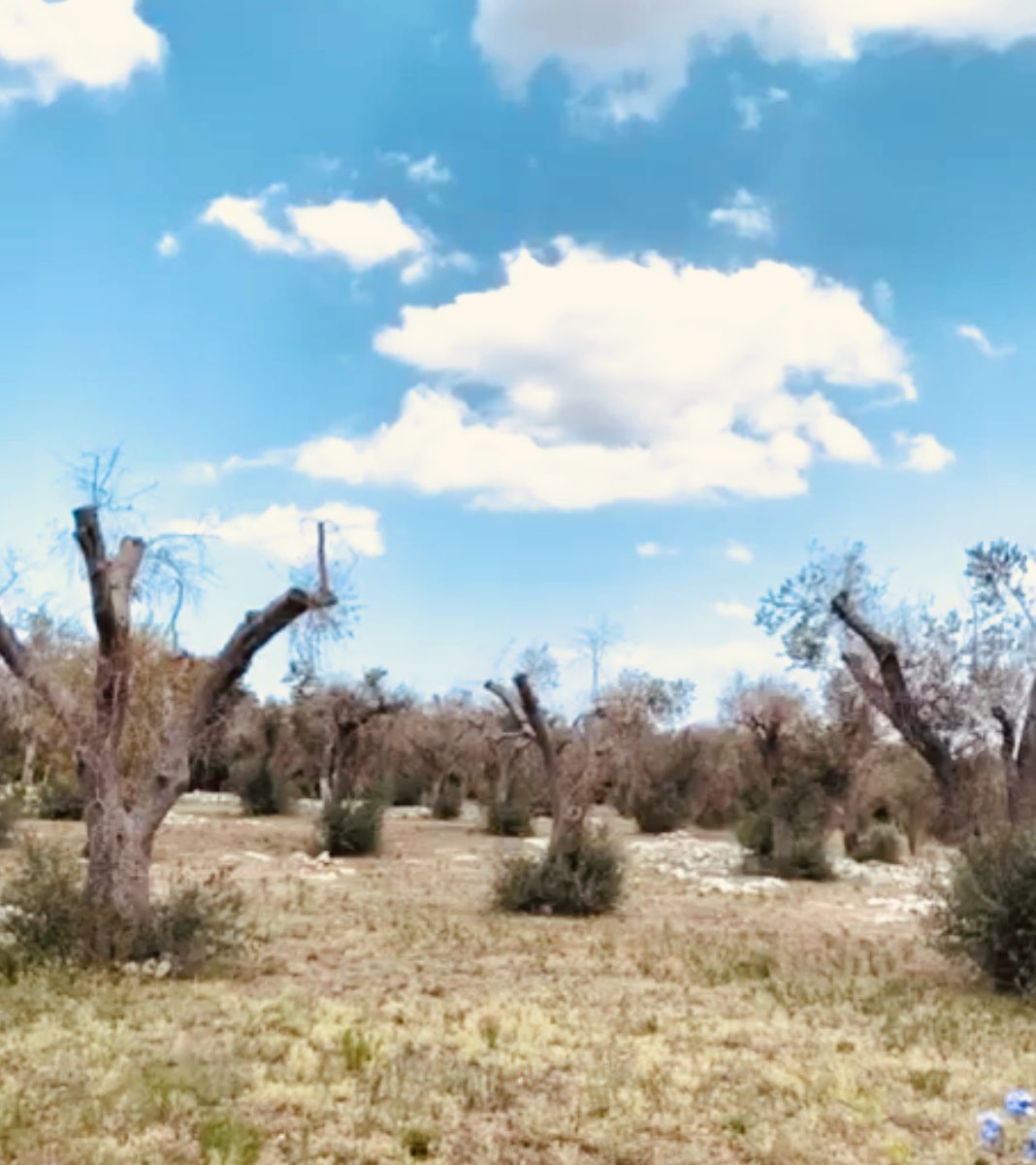 ilaborletti's tweet photo. Questo è per km il paesaggio  sfigurato del meraviglioso Salento dopo il dramma Xylella:un batterio killer che si sarebbe potuto da subito contenere. Quali sono le responsabilità di questa catastrofe ambientale economica paesaggistica?#Puglia ⁦ https://t.co/Kxmgpp76kZ