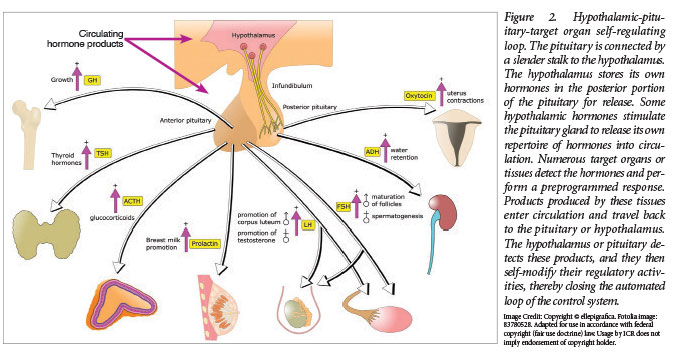 Hormonal (endocrine) system is a fool-proof circuit breaker. Its function is to ensure that humanity will stay on the right path (the Logos). Thread 1/?