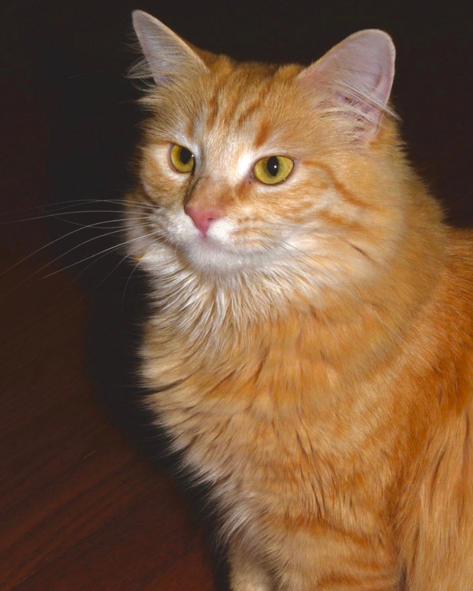 MeowMoeDotCom's tweet photo. I believe this is what Presley's #High #SCHOOL #Senior #Picture would've #Looked like
 
#Cats #Cat #Kittens #Kitten #Kitty #Pets #Pet #Meow #Moe #CuteCats #CuteCat #CuteKittens #CuteKitten #MeowMoe #Presleys #Wouldve
 
https://t.co/ia7WzZzpL4 https://t.co/26wEKOMzGo