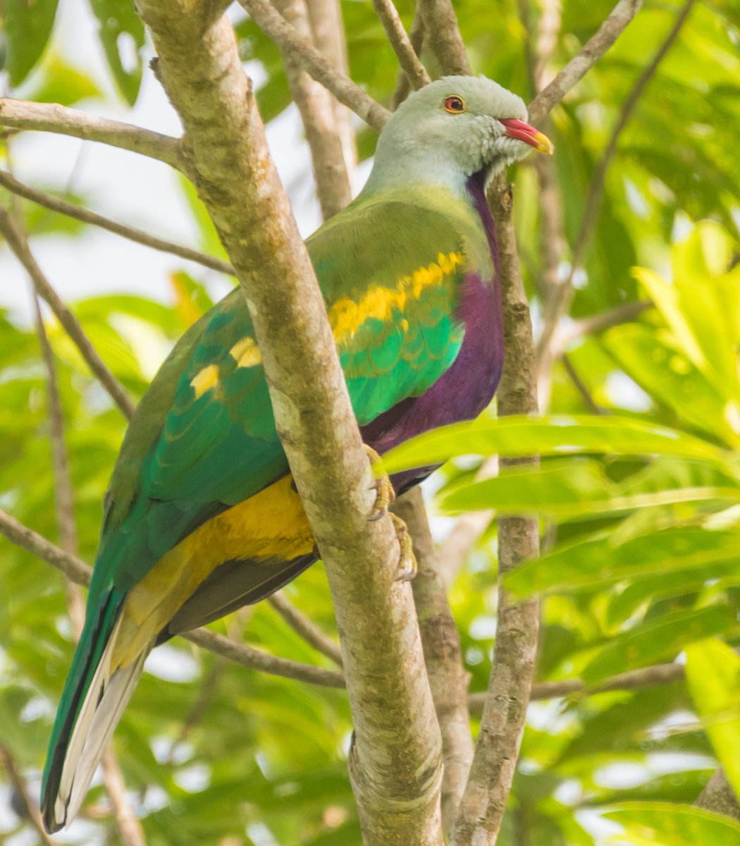  #Fluffenchops2020 ROUND 1 Part 1 (3/16)Left: Austral Parakeet (Enicognathus ferrugineus): Eduardo MinteVSRight: Wompoo Fruit-dove (Ptilinopus magnificus):  @guy_verkroost Who has the best  #Fluffenchops? Vote in the poll below! #Birds  #Ornithology  #TeamBird