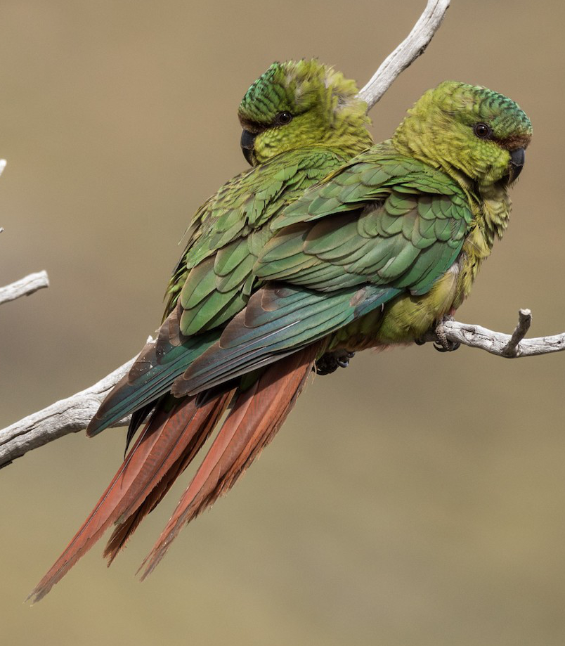  #Fluffenchops2020 ROUND 1 Part 1 (3/16)Left: Austral Parakeet (Enicognathus ferrugineus): Eduardo MinteVSRight: Wompoo Fruit-dove (Ptilinopus magnificus):  @guy_verkroost Who has the best  #Fluffenchops? Vote in the poll below! #Birds  #Ornithology  #TeamBird