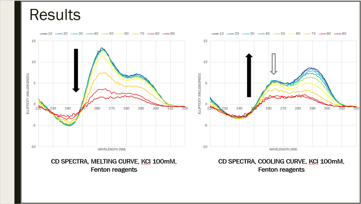 Results after Fenton reagents were added in the solution (CuCl2 200 uM, H2O2 1.5mM, citric acid 1 mM): a loss in the signal at 264nm has been observed after cooling, meaning that damaging this DNA sequence with Fenton reagents prevents it from refolding in the same way 26/29