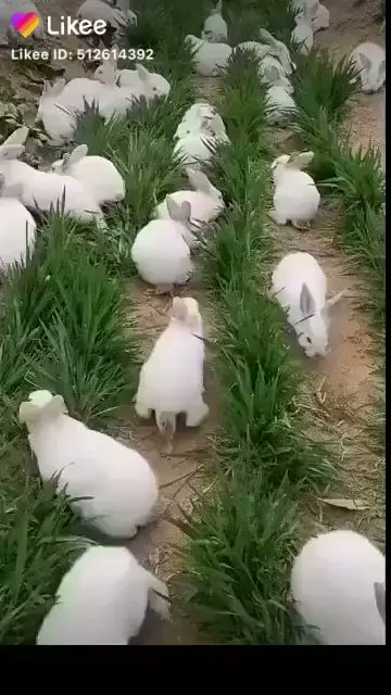 SumonSu28850577's tweet photo. Shocking! 😱😱You've gotta watch till the very end! 👇🏻👇🏻#Likee #HelloLikee
 #LIKEEapp https://t.co/DwFKcOHmIH https://t.co/DdMvhFu1du