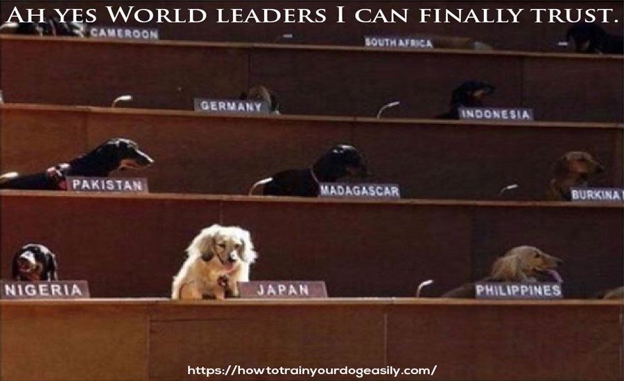 FNotpit's tweet photo. Ah yes World leaders I can finally trust.
https://t.co/DS4MsOq41M
#dogbarking #pottytrainingpuppy #dogobediencetraining #howtotrainapuppy
#howtopottytrainadog #howtotrainadog #dogtricks #howtogetadogtostopbiting
#howtogetadogtostopbarking #aggressivedogtraining https://t.co/zYqmZAXgt8