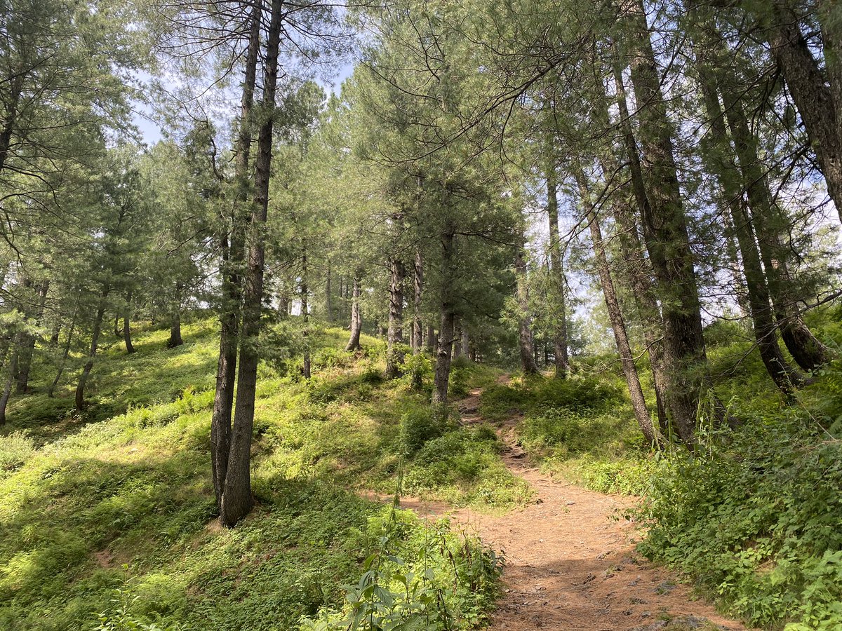 9,800 feet high Miranjani is the highest peak in Galyat and overlooks Nathiagali - a reasonably fit person can hike to its summit in 2-3 hours - the trail starts from below Governor’s House where one can drive up to - fantastic walk in dense forest - can be steep at times