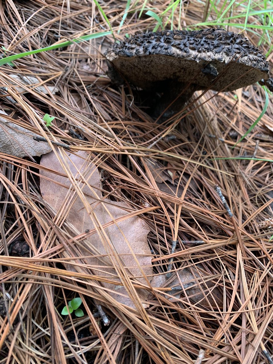 ChAammy's tweet photo. Hola @Fungi_Cosas en mi paseo en el bosque, me encontré con estos hongos, ambos eran muy grandes, más grandes que mi mano, puedes decirme a qué género pertenecen y si son comestibles? Nunca había visto uno tan negro 🍄 https://t.co/y9dUF8pP9c