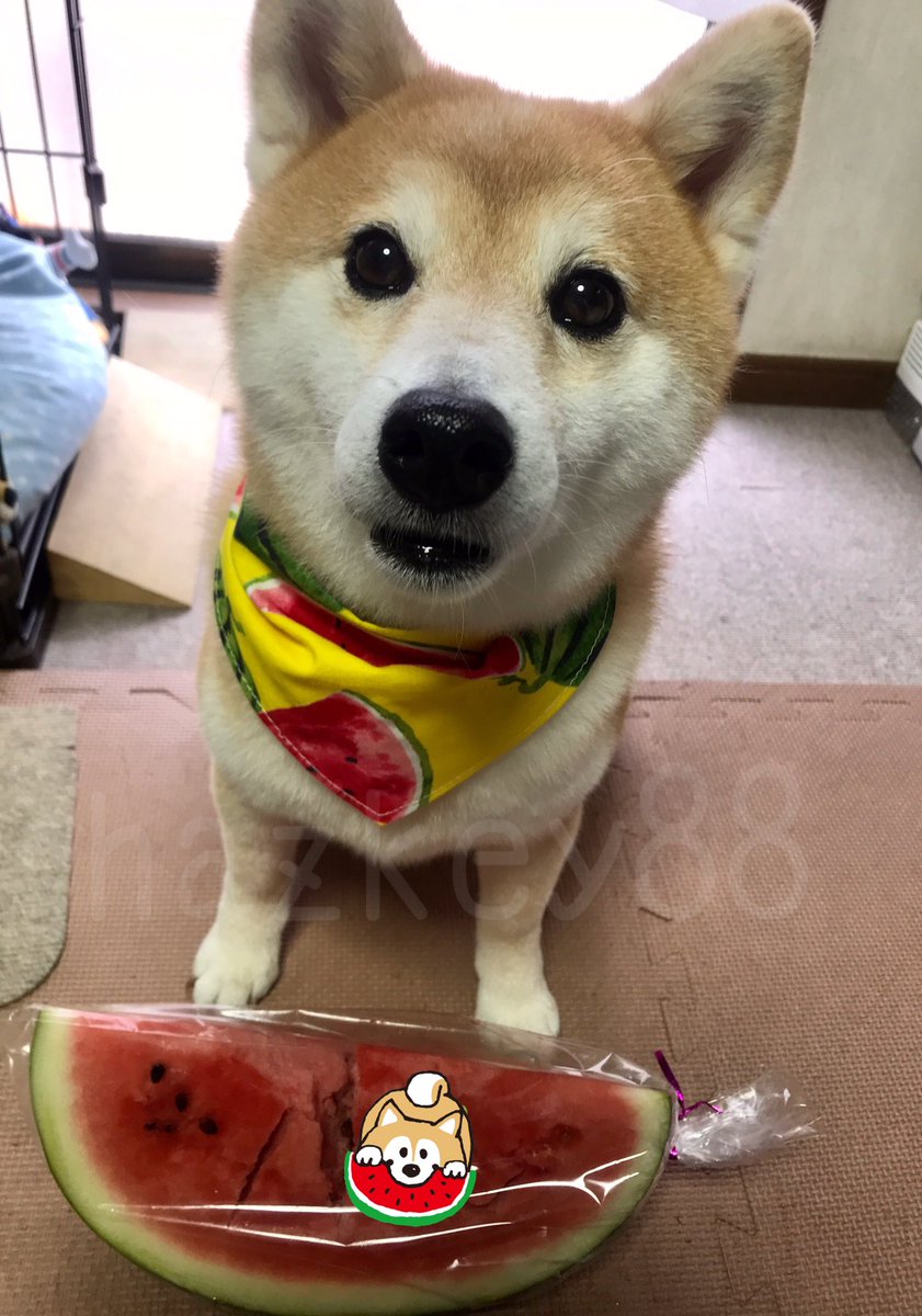 柴犬りん A Twitter 7月27日はスイカの日なんやて 今日に限ってスイカを買ってないとゆう すいかの日 柴犬りん A Twitter 7月27日はスイカの日なんやて 今日に限ってスイカを買ってないとゆう すいかの日