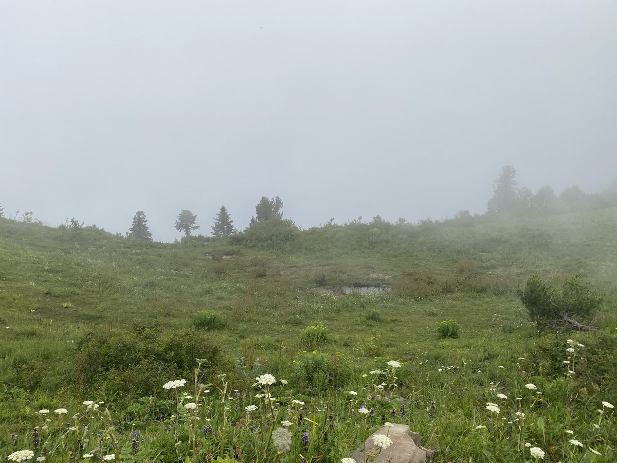 That said, the peak had a carpet of green grass and flowers - absolutely beautiful