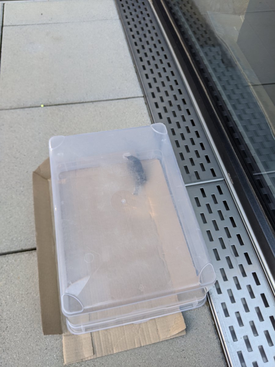 JamesSolutions1's tweet photo. Saving a disorientated bird in the morning. We need every bird on our planet. Neighbour company let open their window. Don't know how long the bird was trapped. Close the windows, if you can not check the room every day!
#nature  #birds #savelife #planet #earth #jamessolutionsag https://t.co/AdWTVfp278