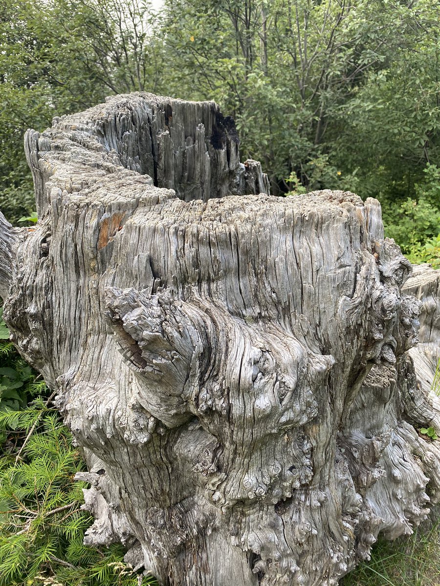 Saw some brilliant fall foliage and a fascinating tree stump - aged by time - on the way down
