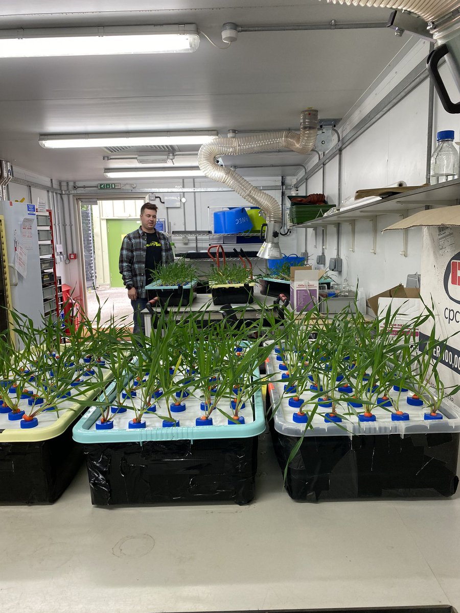 dunkie_c's tweet photo. Spent my Saturday in the lab for the first time in 4 months this weekend with my PhD student @LukeFountain8 It was just brilliant to be doing practical work again but doing socially distanced science post #COVID19 will take some getting used to for sure! 🌾🧬🧪 https://t.co/UOFcUpxwyd