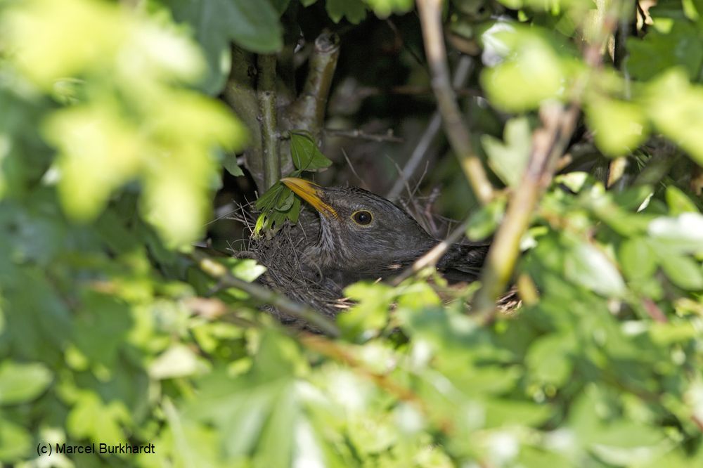 vogelwarte_ch's tweet photo. Tipp Nr. 1: Heckenschnitt
Hecken und Sträucher werden oft im Frühling oder Frühsommer geschnitten. Für die  Vogelwelt ist dies ein schlechter Zeitpunkt, denn er fällt in die Fortpflanzungszeit vieler Brutvögel. Am besten erfolgt der Schnitt von Nov - Mrz. https://t.co/qfq8vxmOP9 https://t.co/voU2sLVxZu