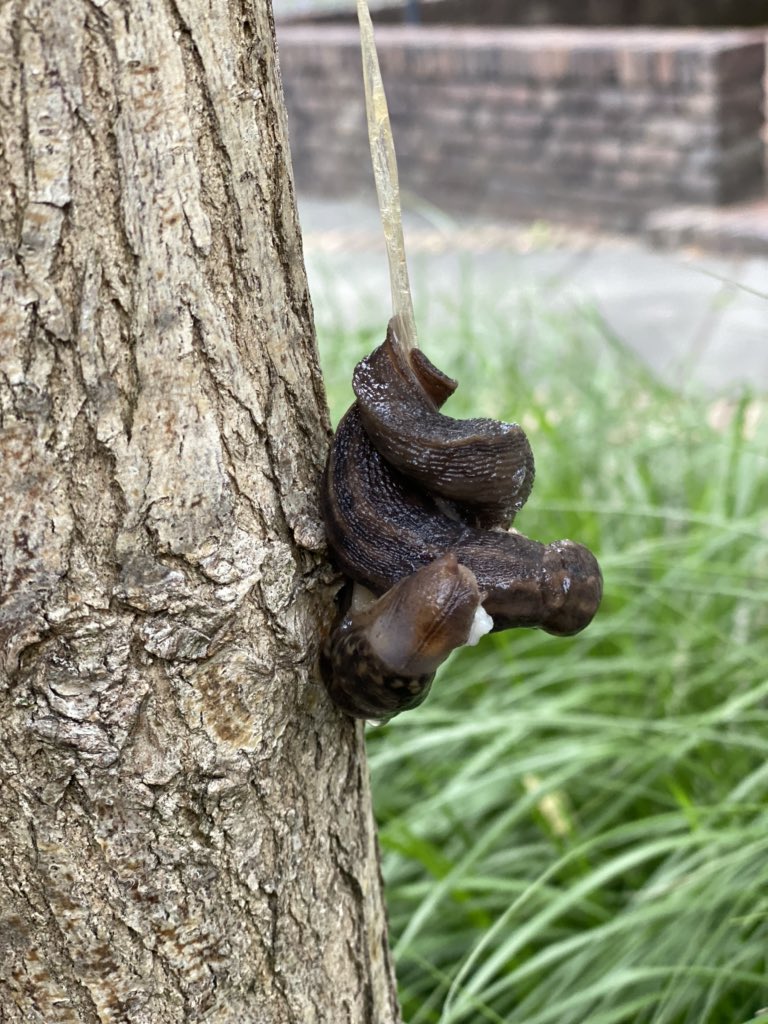 Paringsdans aan een draadje op de vroege ochtend in de tuin van de studio.