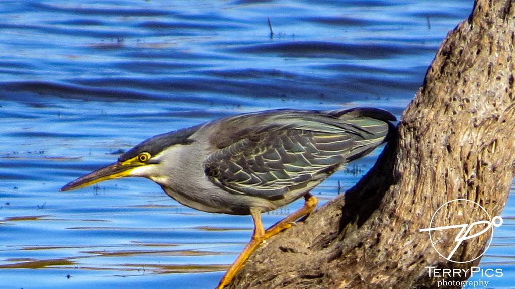 TPics26's tweet photo. 5/7 this weekend I added the Green backed Heron 2 to go @birdlifezim  @m_chirpers #waterbirds #Herons #birdphotography #birdlovers https://t.co/rox2nPJ7u1