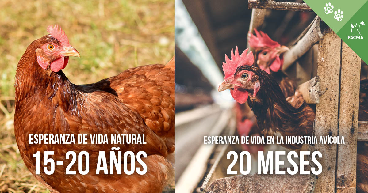PartidoPACMA's tweet photo. Solo el año pasado, 45,8 MILLONES de gallinas fueron explotadas en las granjas españolas. Pasaron sus cortas vidas hacinadas en jaulas y sufriendo. Todas acabaron en el matadero.

🐓 #IndustriaGanaderaEnCifras https://t.co/xH7fwEu26p