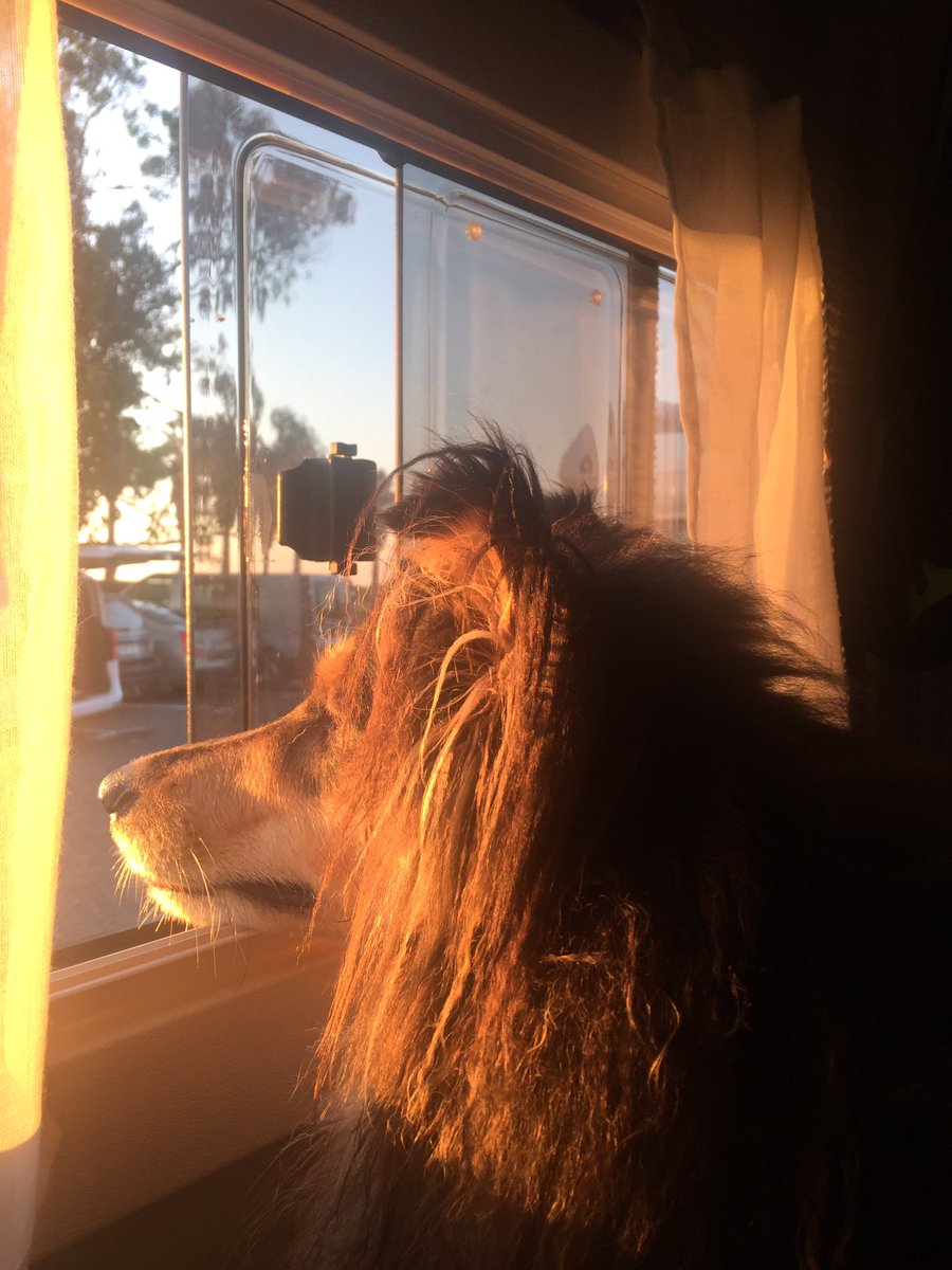 NataliaTB3's tweet photo. Hasta @travel_roughcollie se relaja con las vistas desde nuestra ventana 🚐🖼🚐 #RVLife #autocarava #viviendonuestravida #rvlivingfulltime #viviendoenautocaravana #acvivientes #rvwithdogs #vansofasturias @Zurd10sPubgM https://t.co/vcZ464g4NL