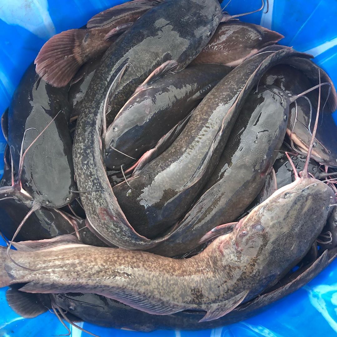 Teeto_Olayeni's tweet photo. Good Morning My People, As You All Now I Am Your Best Plug For The Best Of Fresh Seafood And Market Errands.
I Am Here To Take That Market Stress Off You And Deliver Right At Your Doorstep,Do You Know I Also Work With Your Budget? https://t.co/cF6OGkbfod