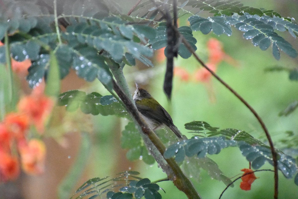 ଘର ପାରିପାର୍ଶ୍ବିକ ପରିବେଶରେ ଦେଖା ଯାଉଥିବା ପକ୍ଷୀଗୁଡିକଙ୍କର ଏକ ଫୋଟୋ ସଂକଳନ। ପକ୍ଷୀ ନାଁ ଚିହ୍ନଟରେ ତ୍ରୁଟି ଥିଲେ ସଂଶୋଧନ କରିବା ପାଇଁ ଅନୁରୋଧ।1. ବାରମାସି (ମଶାଖିଆ ବୋଲି କେତେକ ମଧ୍ୟ କୁହନ୍ତି)। ଦୃଷ୍ଟିଗୋଚର ହେଉଥିବା ପକ୍ଷୀ ଭିତରେ କ୍ଷୁଦ୍ର।  https://twitter.com/tutskd/status/1287633333472522240