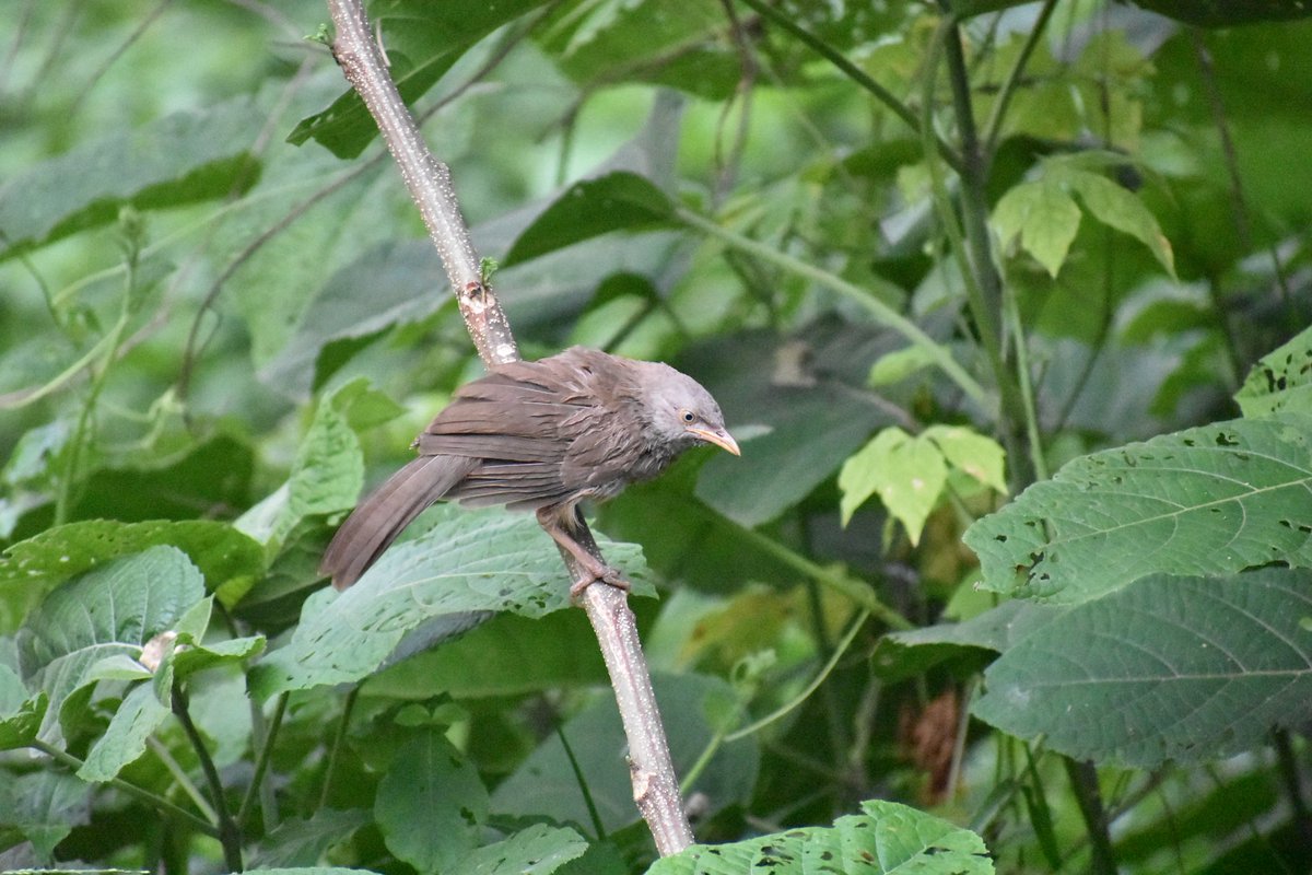 2. କୁଣ୍ଡାଖିଆ *Babbler*ଗୋଷ୍ଠୀରେ ବୁଲନ୍ତି। ସ୍ଥଳବିଶେଷରେ ଘରେ ବି ବସା ବାନ୍ଧନ୍ତି