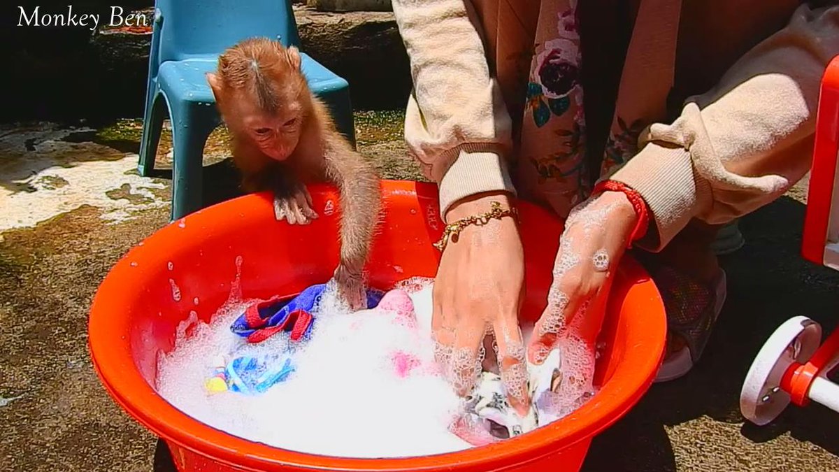 MonkeyBen3 tweet picture