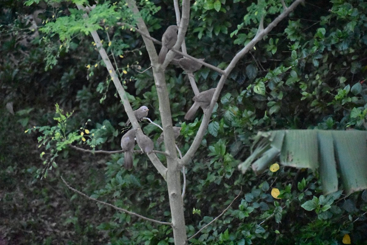 2. କୁଣ୍ଡାଖିଆ *Babbler*ଗୋଷ୍ଠୀରେ ବୁଲନ୍ତି। ସ୍ଥଳବିଶେଷରେ ଘରେ ବି ବସା ବାନ୍ଧନ୍ତି