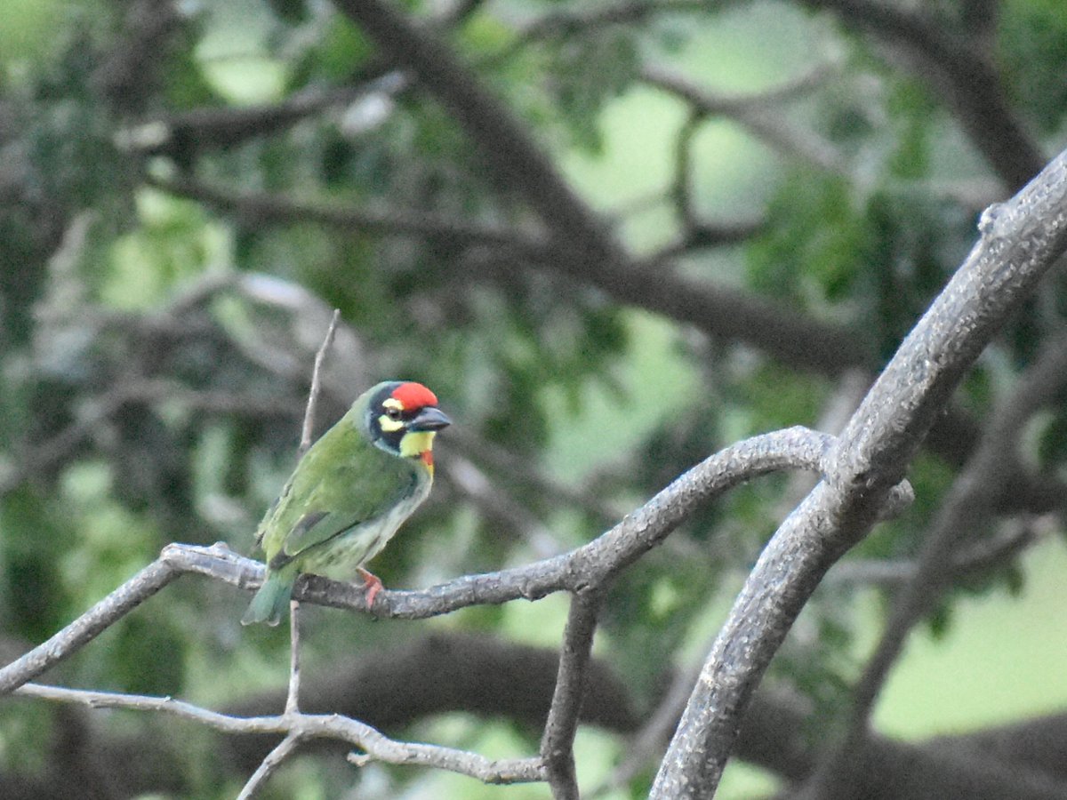 4. Coppersmith Barbet