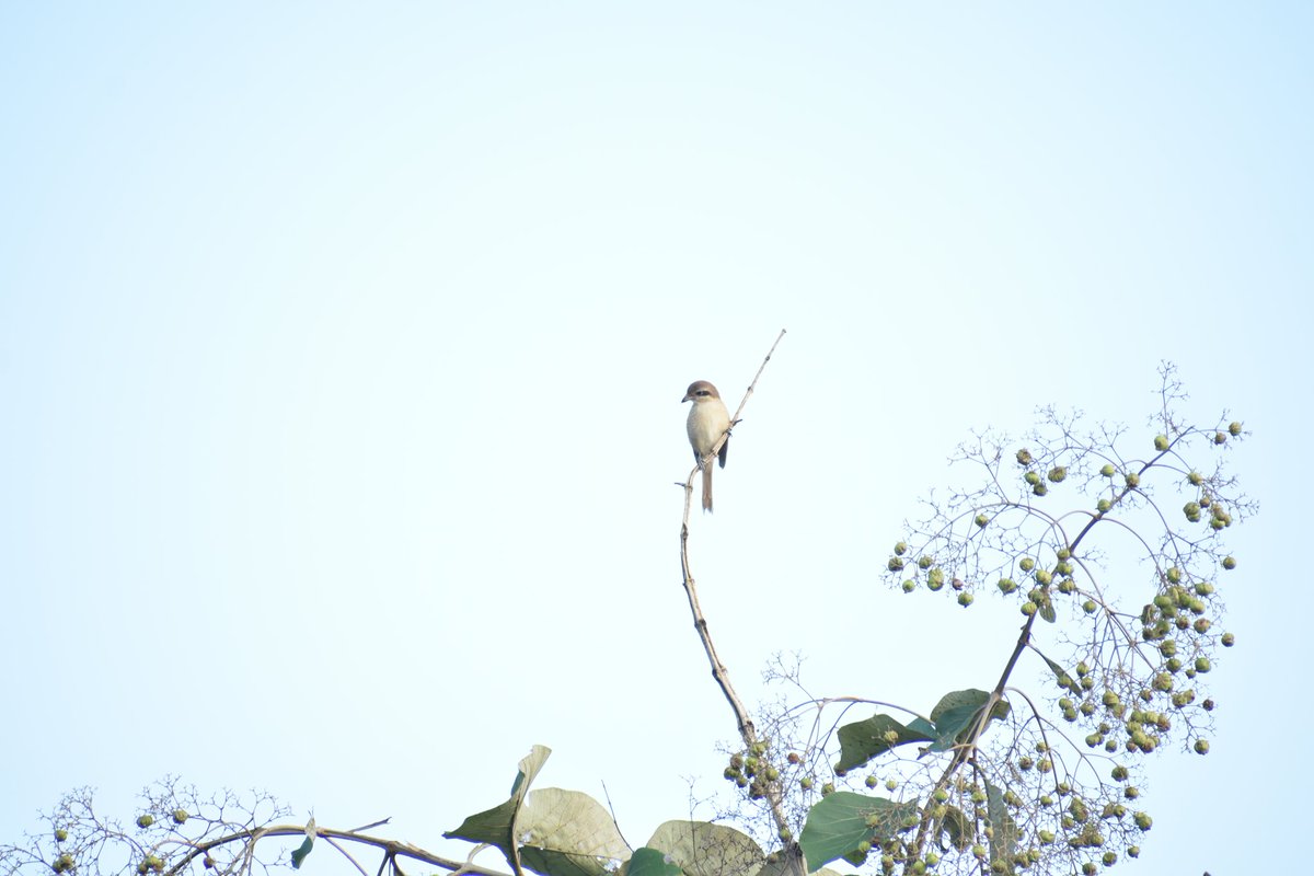 5. ବୁଲବୁଲ *Bulbulକାକଳି ଅତ୍ୟନ୍ତ ଶୃତି ମଧୁର।