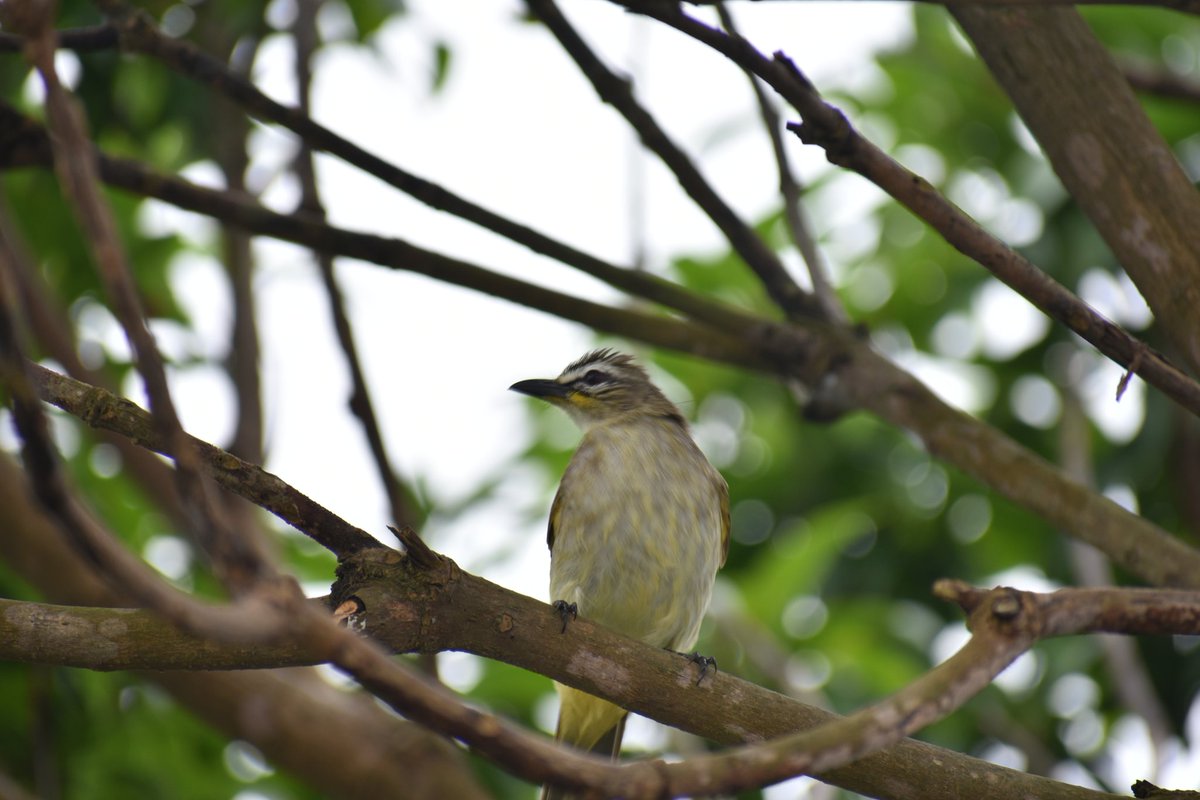 5. ବୁଲବୁଲ *Bulbulକାକଳି ଅତ୍ୟନ୍ତ ଶୃତି ମଧୁର।