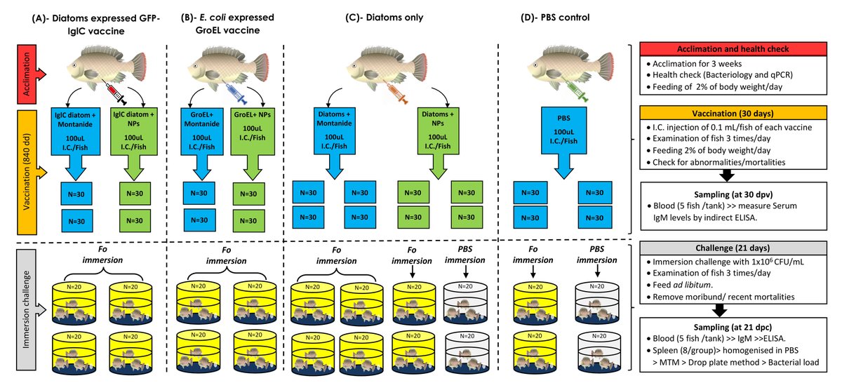 khalids65675629's tweet photo. So excited to share our first reported #Recombinant_Piscine_Francisellosis_Vaccines paper published in #FSFI. We used #diatoms as #novel_antigen_production_machinery for the first time in production of #Fish_vaccines.
https://t.co/TemrzuP9vI
#UC_Davis_AAHL https://t.co/qKyn7XrsWm