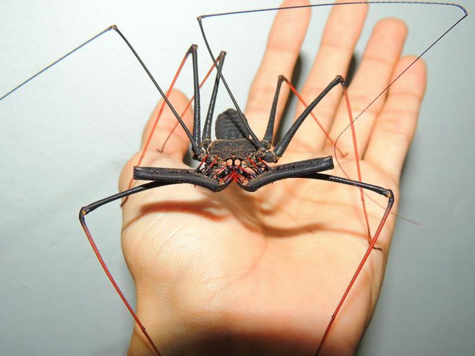 OnePiec22230112's tweet photo. L'Amblypygi est un arachnide qui malgré son aspect agressif se nourrit de poisson https://t.co/5zQTpbADgD