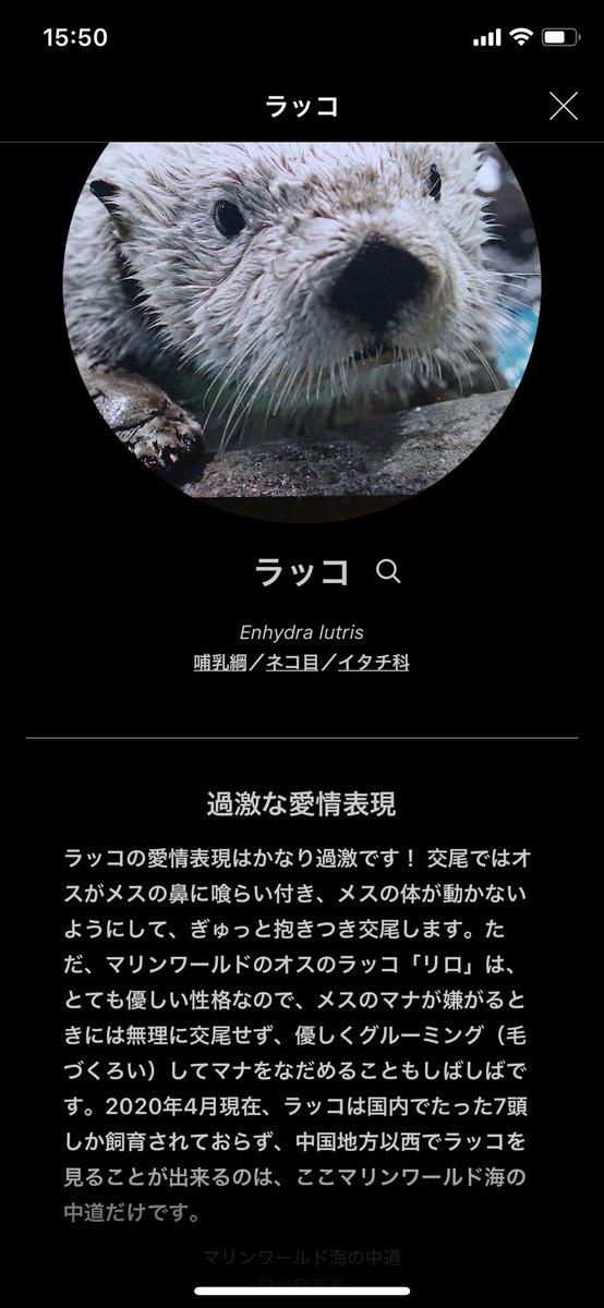 LinneJp's tweet photo. 8/1から福岡のマリンワールド海の中道で施設内無料・無制限サービスが開始いたします。国内では7頭しか飼育されていないラッコもいます！この夏、福岡にお立ち寄りの際は、飼育員さんのオリジナル解説と合わせてお楽しみください #linnelens #マリンワールド https://t.co/QpPVK7Lpkh
