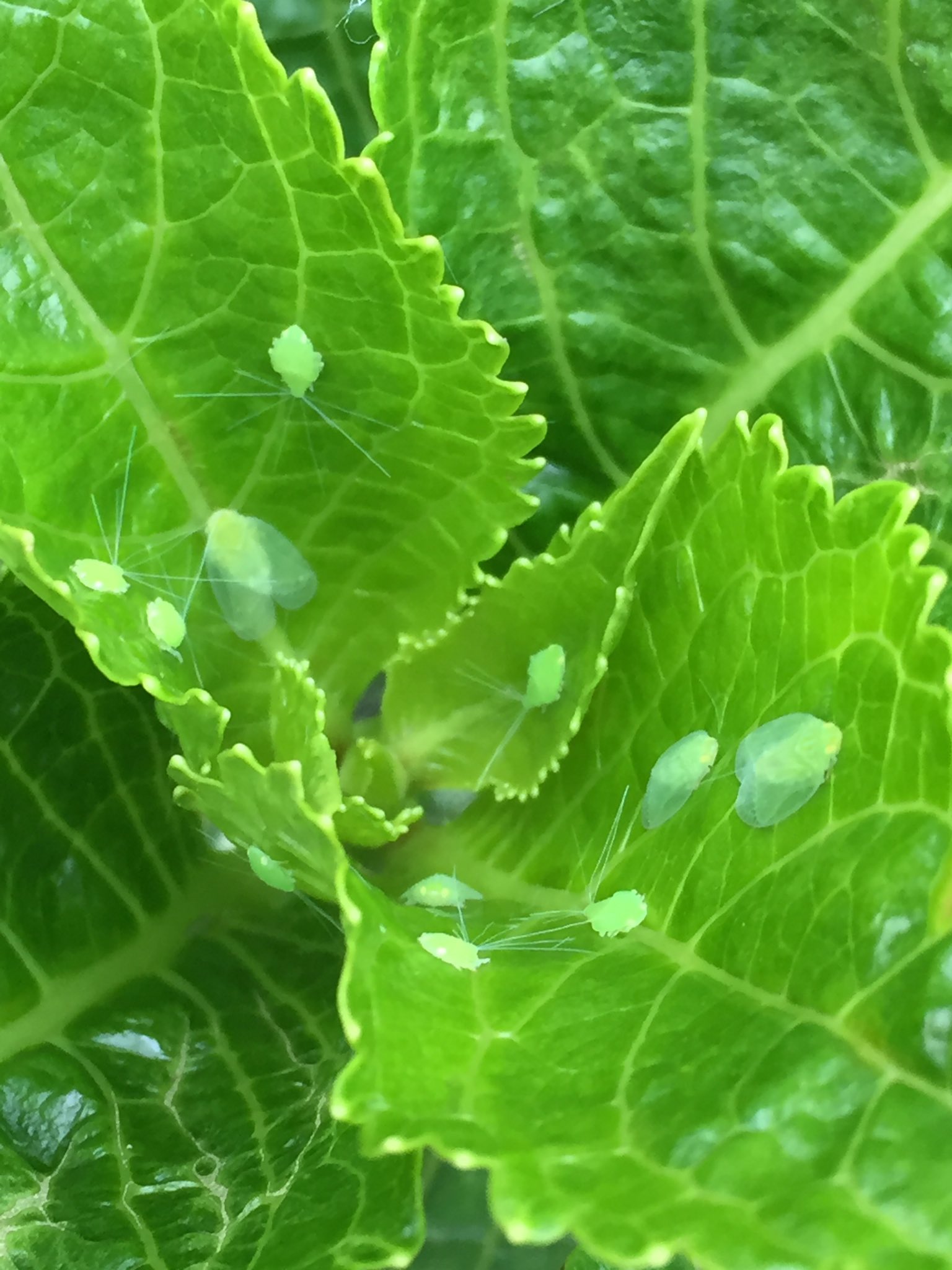 村田陽子 アジサイの葉に たくさん 緑の虫が付いている アブラムシ 悲しくなります アジサイ 紫陽花 緑 みどり 小さい 虫 ムシ 昆虫 こん虫 生き物 いきもの 夏 T Co Fjiomlbjsk Twitter