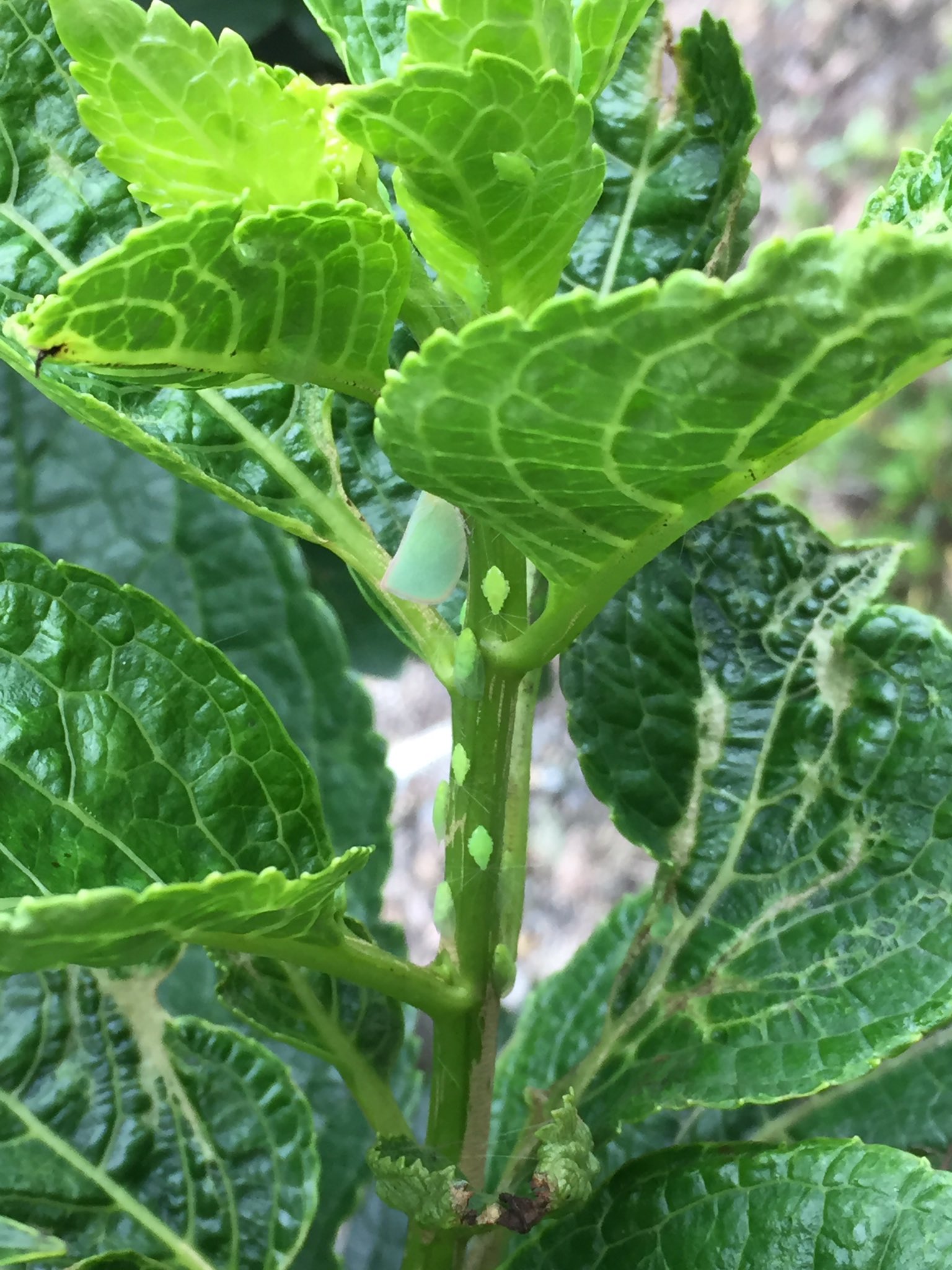 村田陽子 A Twitter アジサイの葉に たくさん 緑の虫が付いている アブラムシ 悲しくなります アジサイ 紫陽花 緑 みどり 小さい 虫 ムシ 昆虫 こん虫 生き物 いきもの 夏 T Co Fjiomlbjsk Twitter