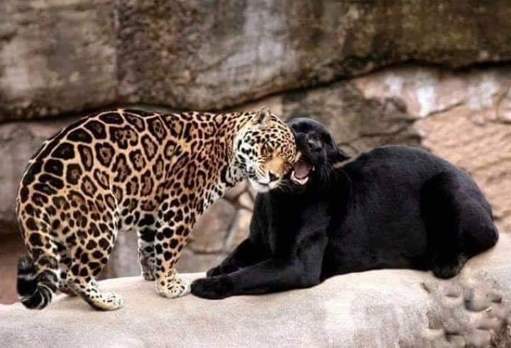 AJChordia's tweet photo. @naturevirals This is in the Kabini forest in India in karnataka state. https://t.co/sDab09GWy2