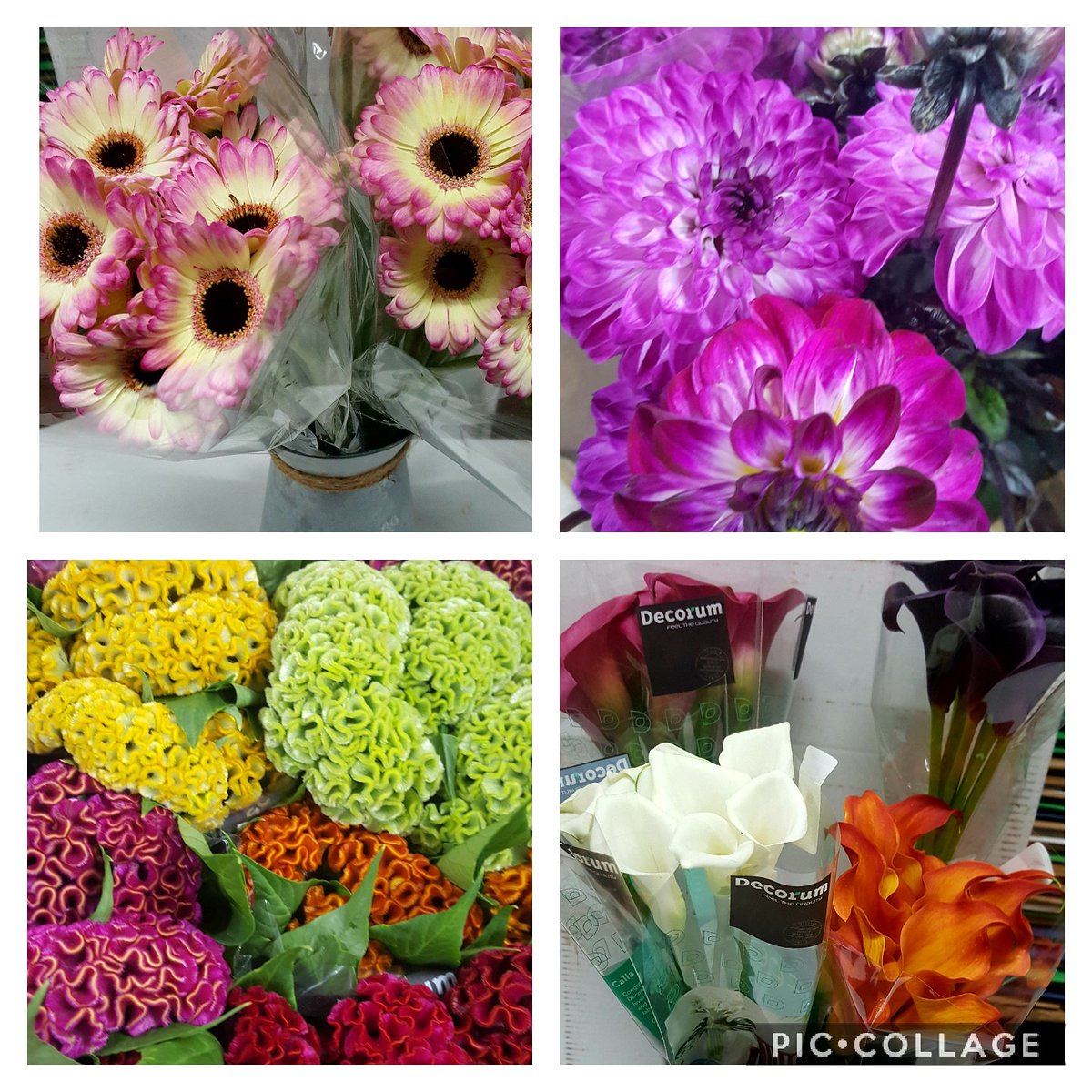 VanEdinburgh's tweet photo. Good morning all 😁

Just a few pics off what we have on offer today get intouch for prices x
#Edinburgh
#floristwarehouse#Floristwarehouse
#tradeonly
#amazingdeals https://t.co/Vp0QGGT4Op